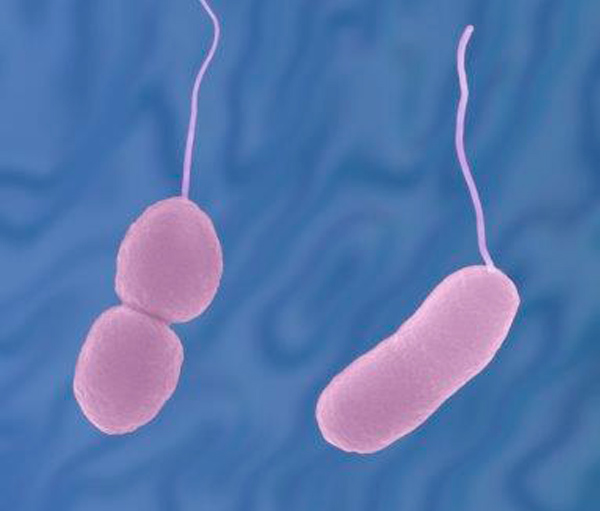 Що таке Vibrio parahaemolyticus